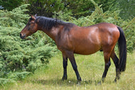 Photo Wallpaper Strong horse