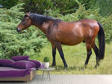 Load image into Gallery viewer, Photo Wallpaper Strong horse
