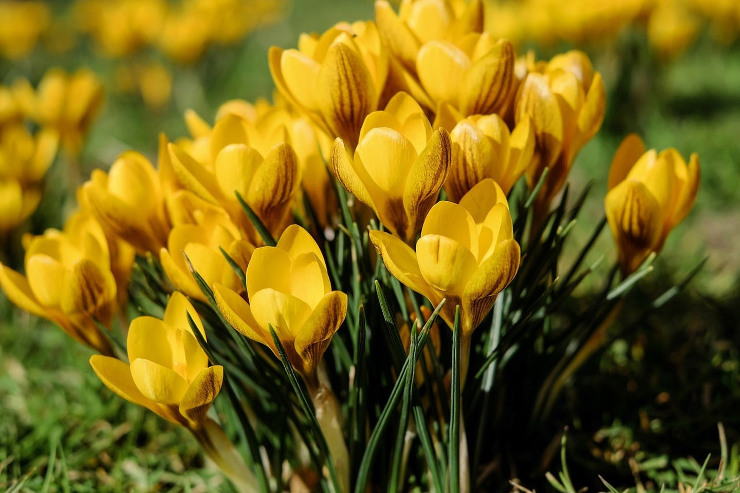 Photo Wallpaper Crocuses in spring