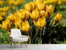 Load image into Gallery viewer, Photo Wallpaper Crocuses in spring
