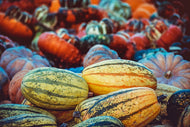 Photo Wallpaper Pumpkin types