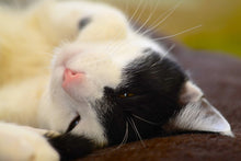 Load image into Gallery viewer, Photo Wallpaper Cuddly cat
