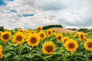Photo Wallpaper Landscape with sunflowers