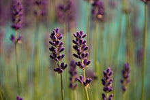 Load image into Gallery viewer, Photo Wallpaper Lavender in XL
