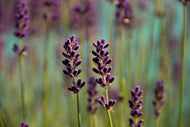 Photo Wallpaper Lavender in XL