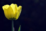 Photo Wallpaper Glowing tulip