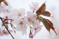 Photo Wallpaper Lovely Japanese cherry