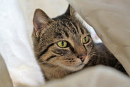 Photo Wallpaper Favorite cat