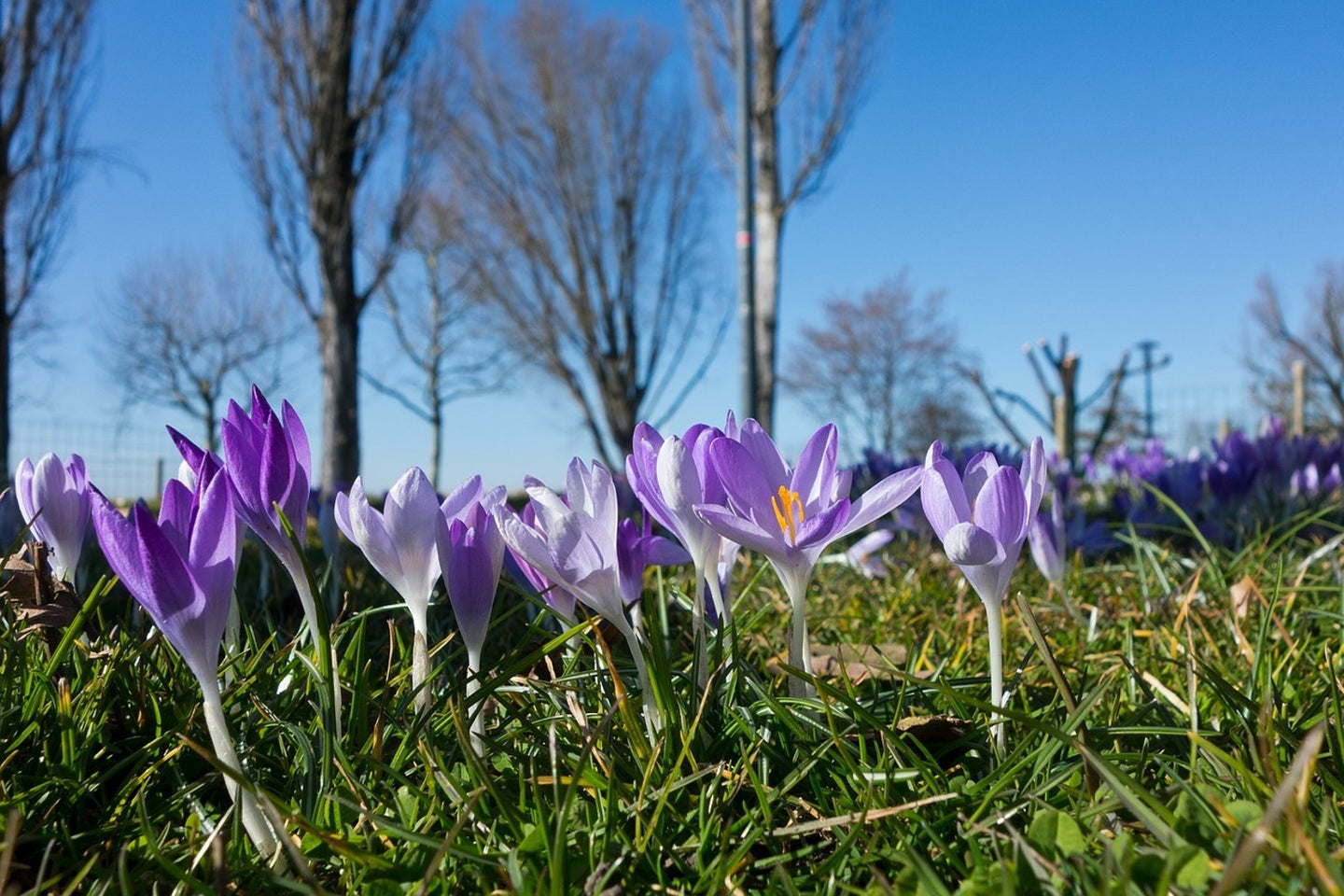 Photo Wallpaper Purple crocus in nature