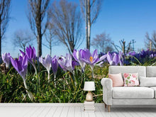 Load image into Gallery viewer, Photo Wallpaper Purple crocus in nature
