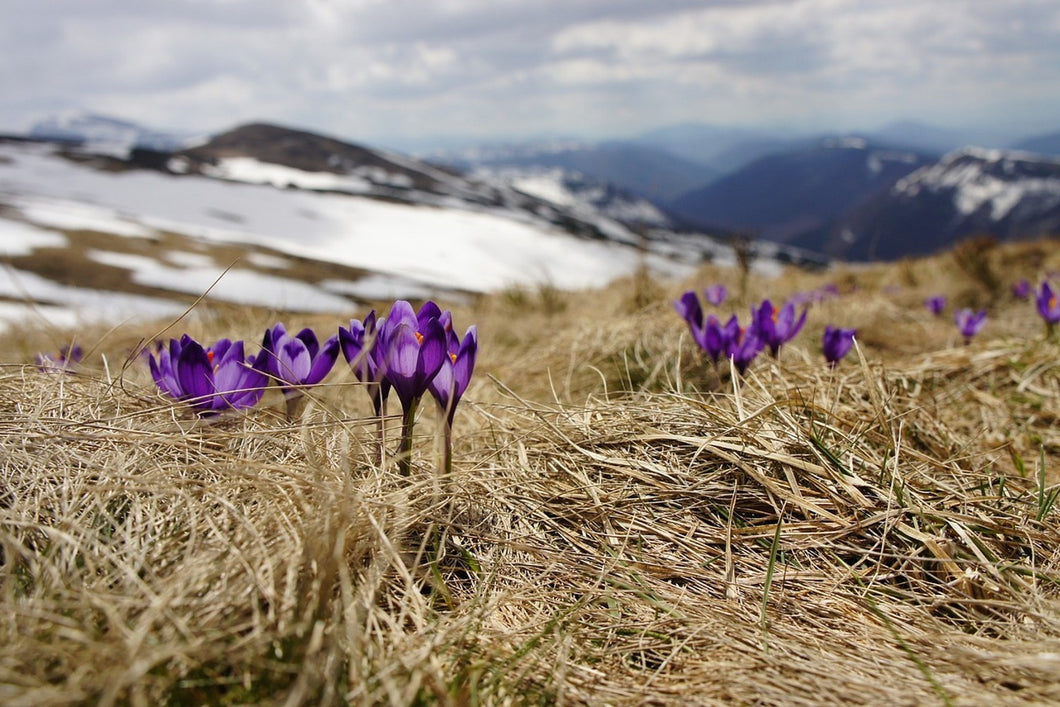 Photo Wallpaper Purple crocus
