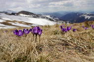 Photo Wallpaper Purple crocus