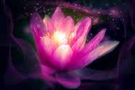 Photo Wallpaper Lily in the light play
