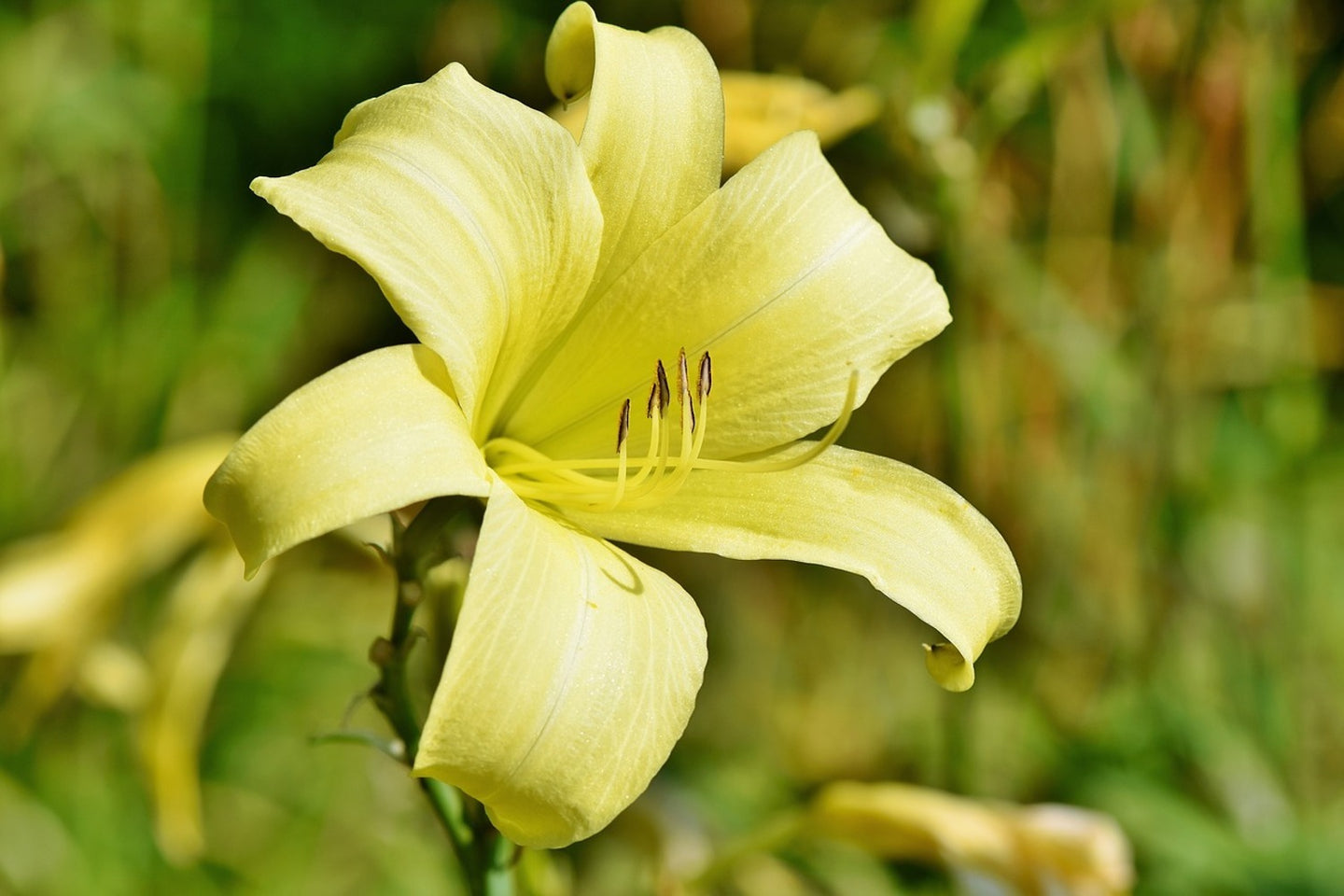 Photo Wallpaper Lilies blossom in yellow