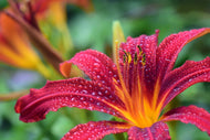 Photo Wallpaper Lily flower in pink XL
