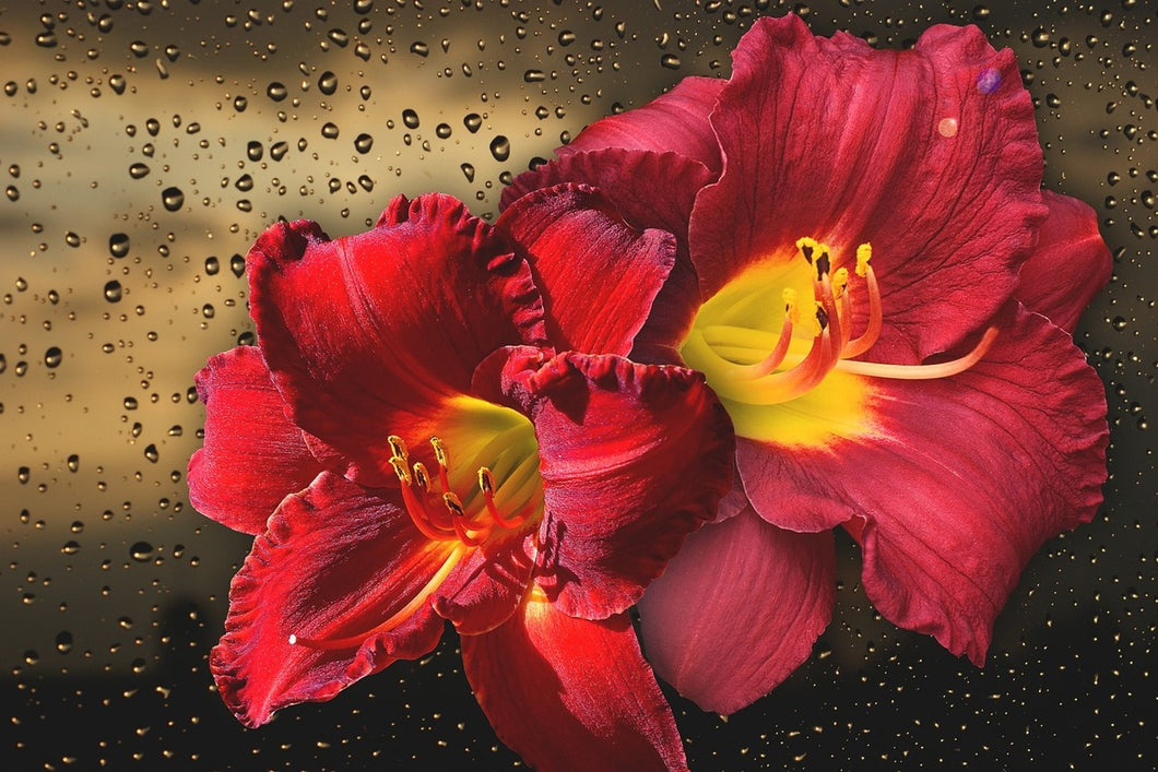 Photo Wallpaper Lily flowers with water drops