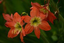 Load image into Gallery viewer, Photo Wallpaper Lilies in orange
