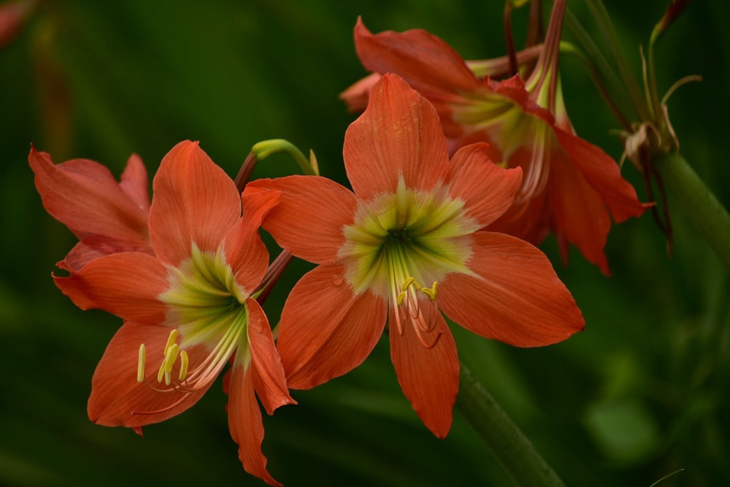 Photo Wallpaper Lilies in orange