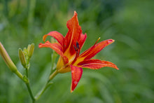 Load image into Gallery viewer, Photo Wallpaper Lily blossom in the nature
