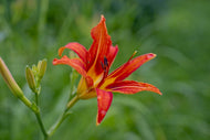 Photo Wallpaper Lily blossom in the nature