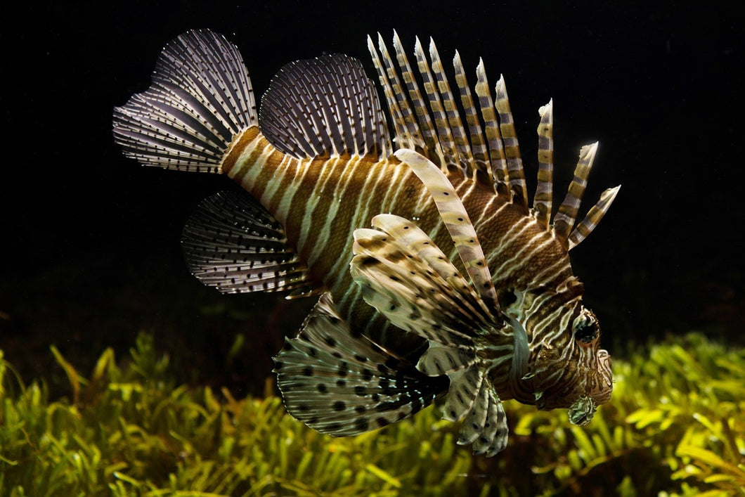 Photo Wallpaper Lion fish