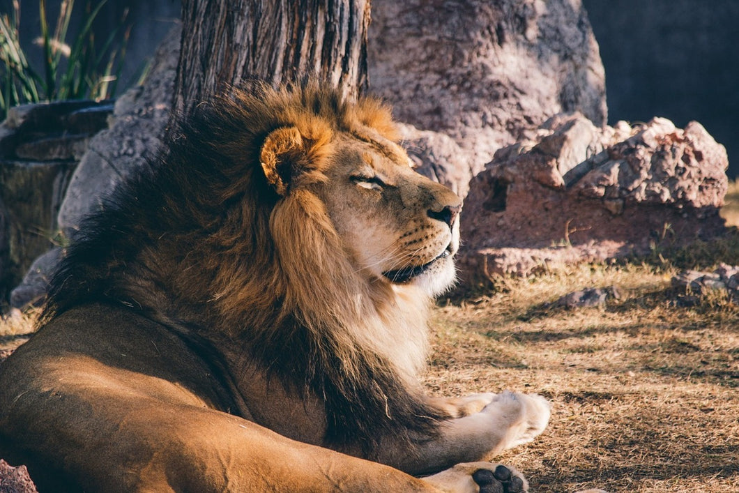 Photo Wallpaper Lion is sunning himself
