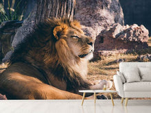 Load image into Gallery viewer, Photo Wallpaper Lion is sunning himself
