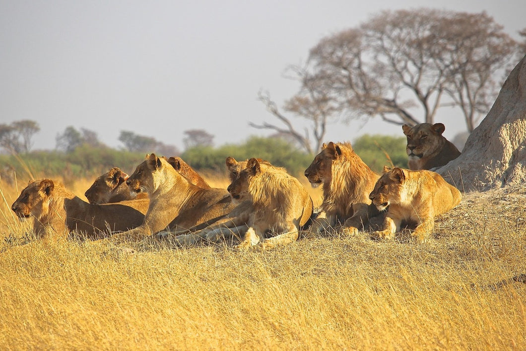 Photo Wallpaper Lion family