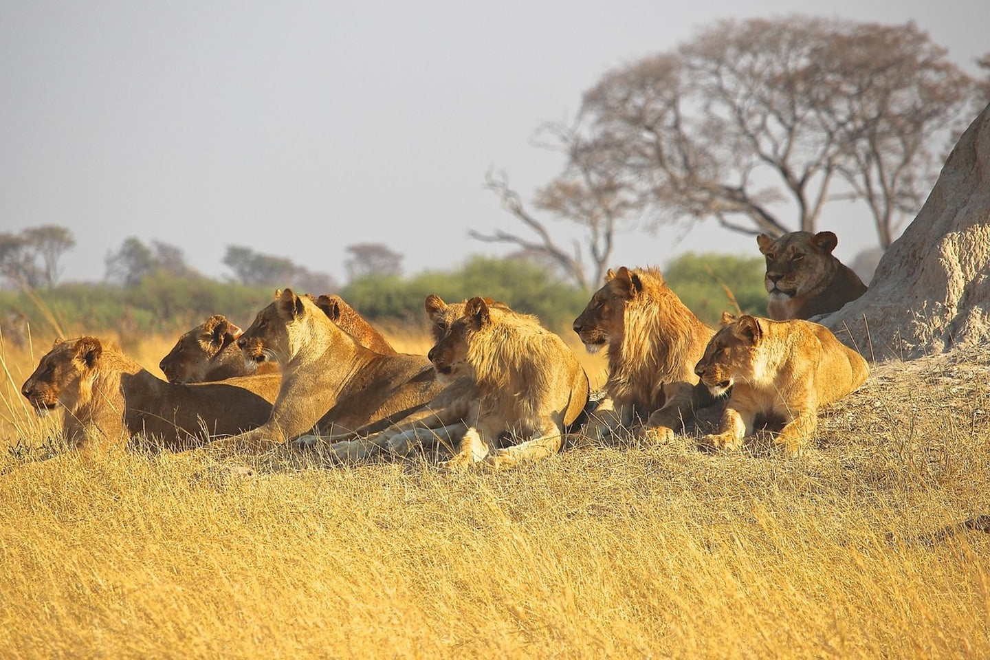 Photo Wallpaper Lion family