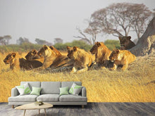 Load image into Gallery viewer, Photo Wallpaper Lion family
