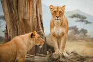 Photo Wallpaper Lions in Africa