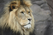 Load image into Gallery viewer, Photo Wallpaper Lion head XL
