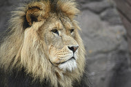 Photo Wallpaper Lion head XL