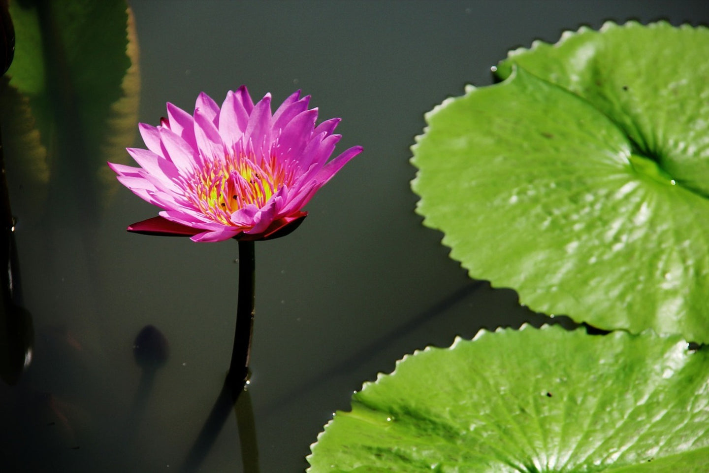 Photo Wallpaper Lotus flower in pink