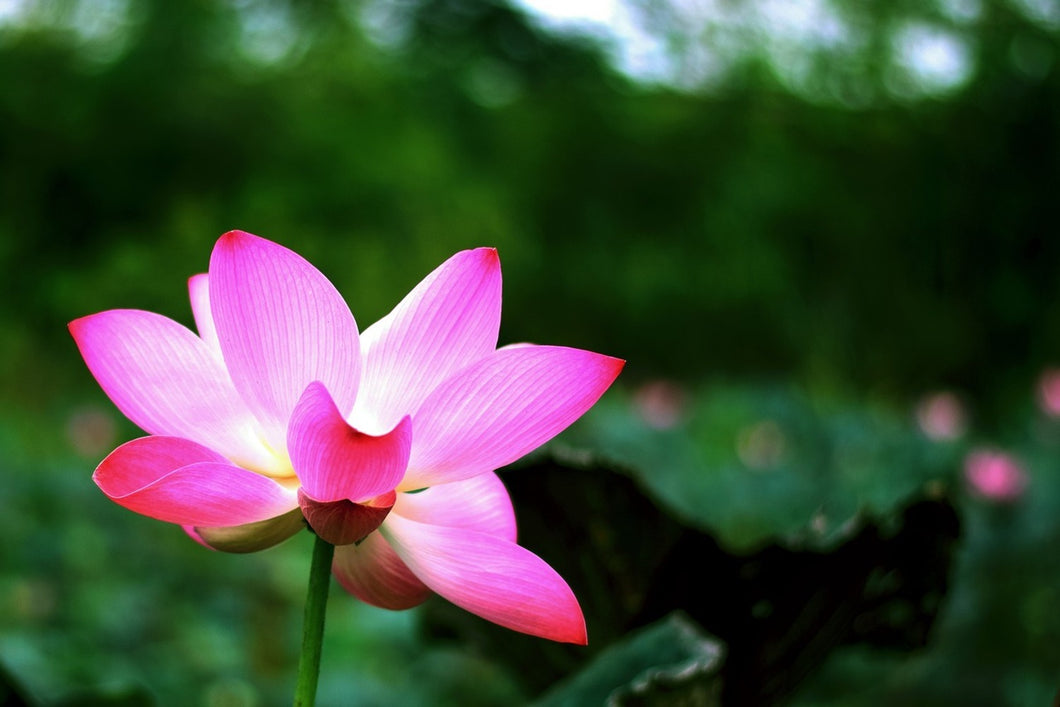 Photo Wallpaper Lotus in nature