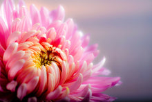 Load image into Gallery viewer, Photo Wallpaper Macro chrysanthemum
