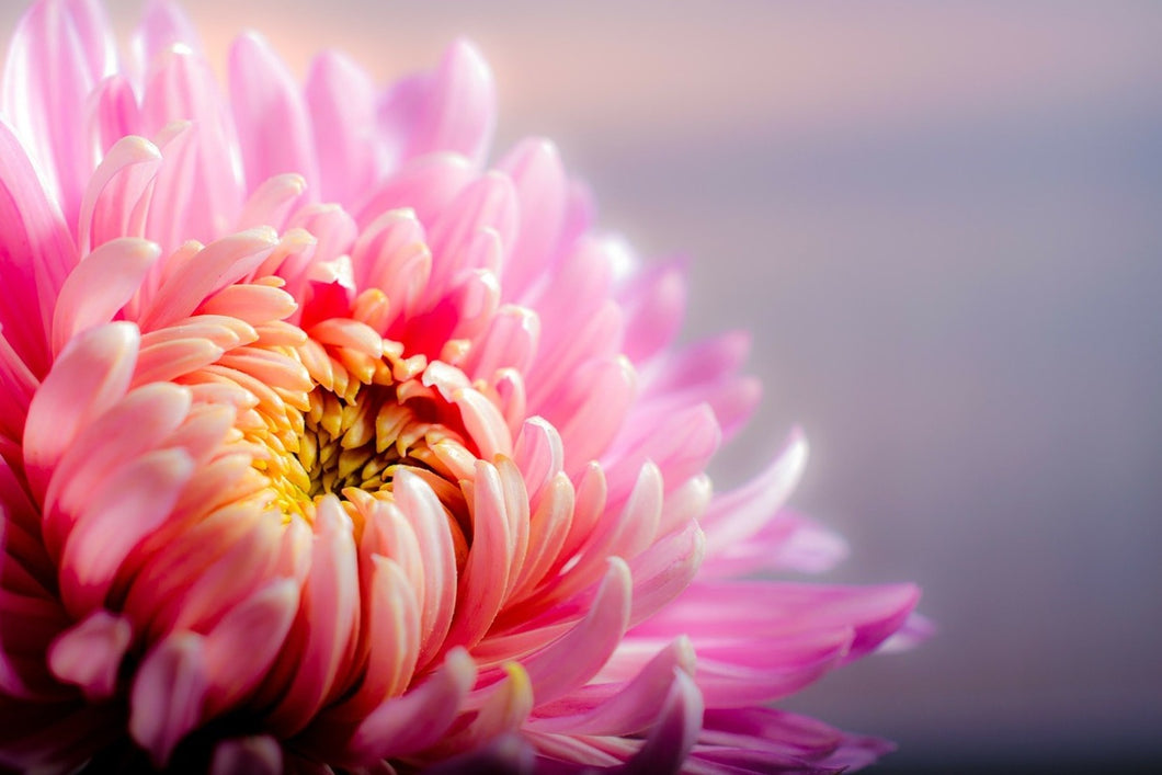Photo Wallpaper Macro chrysanthemum