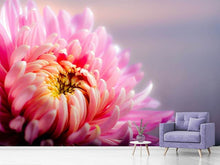 Load image into Gallery viewer, Photo Wallpaper Macro chrysanthemum
