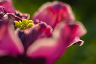 Photo Wallpaper Macro tulip in red