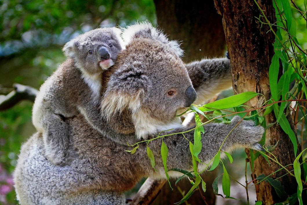 Photo Wallpaper Mom and baby koala