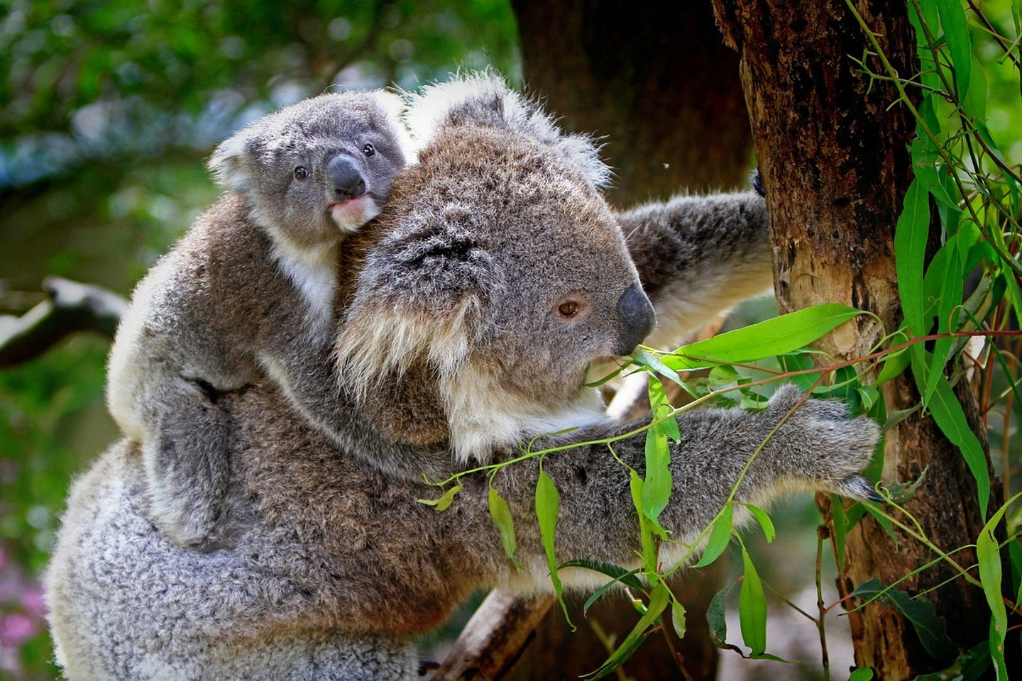 Photo Wallpaper Mom and baby koala