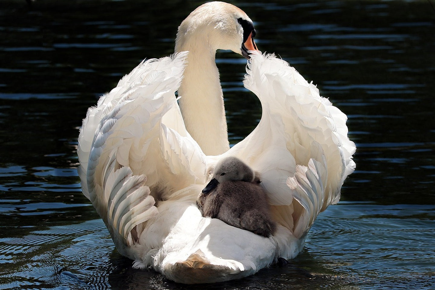 Photo Wallpaper Mom and baby swan