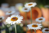 Photo Wallpaper Daisies XL
