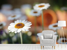 Load image into Gallery viewer, Photo Wallpaper Daisies XL

