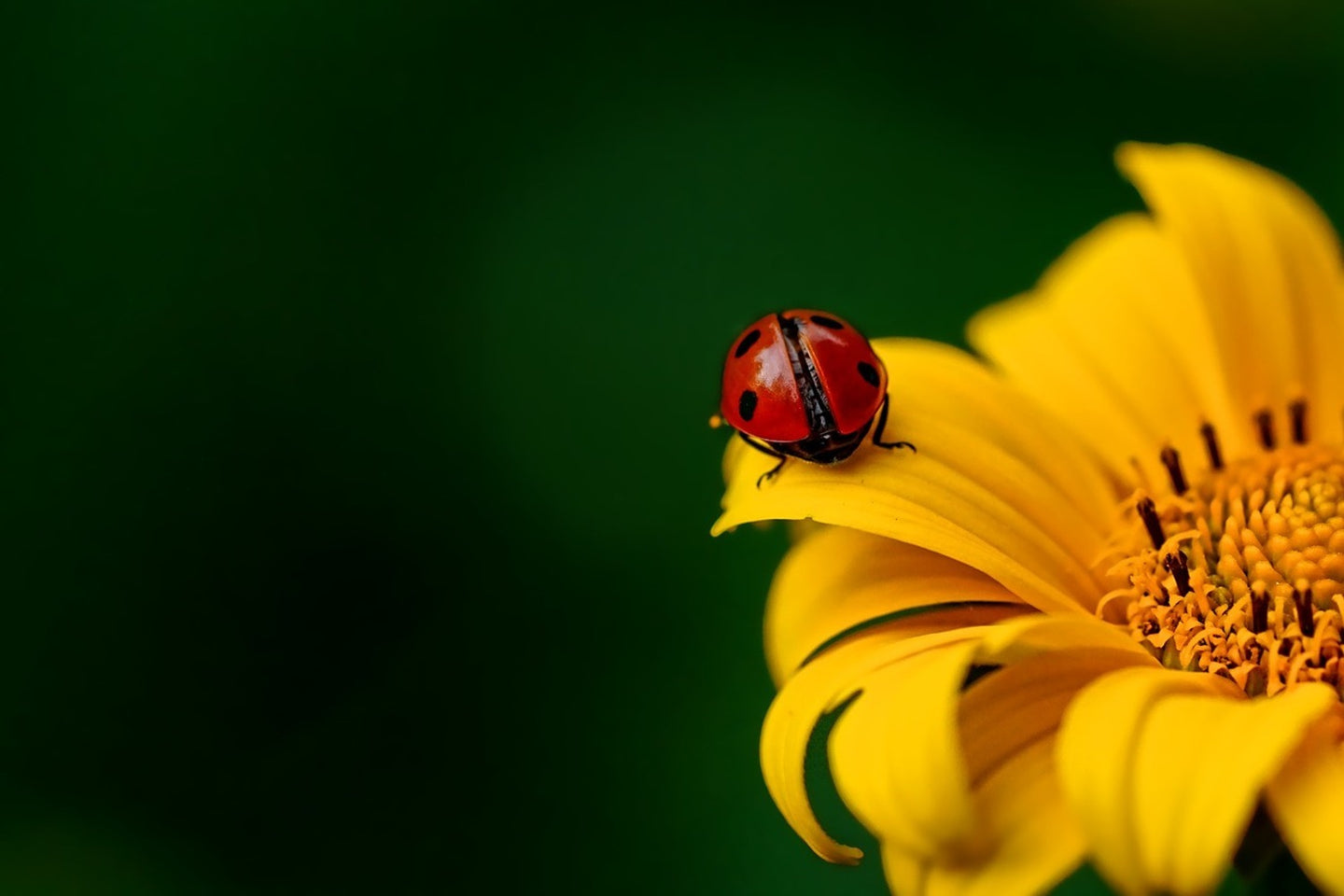 Photo Wallpaper Ladybug on the sunflower