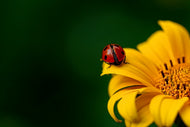 Photo Wallpaper Ladybug on the sunflower