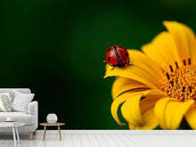 Load image into Gallery viewer, Photo Wallpaper Ladybug on the sunflower

