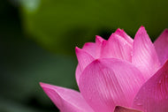 Photo Wallpaper Marko Lotus in pink