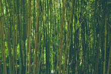 Load image into Gallery viewer, Photo Wallpaper In the middle of the bamboo
