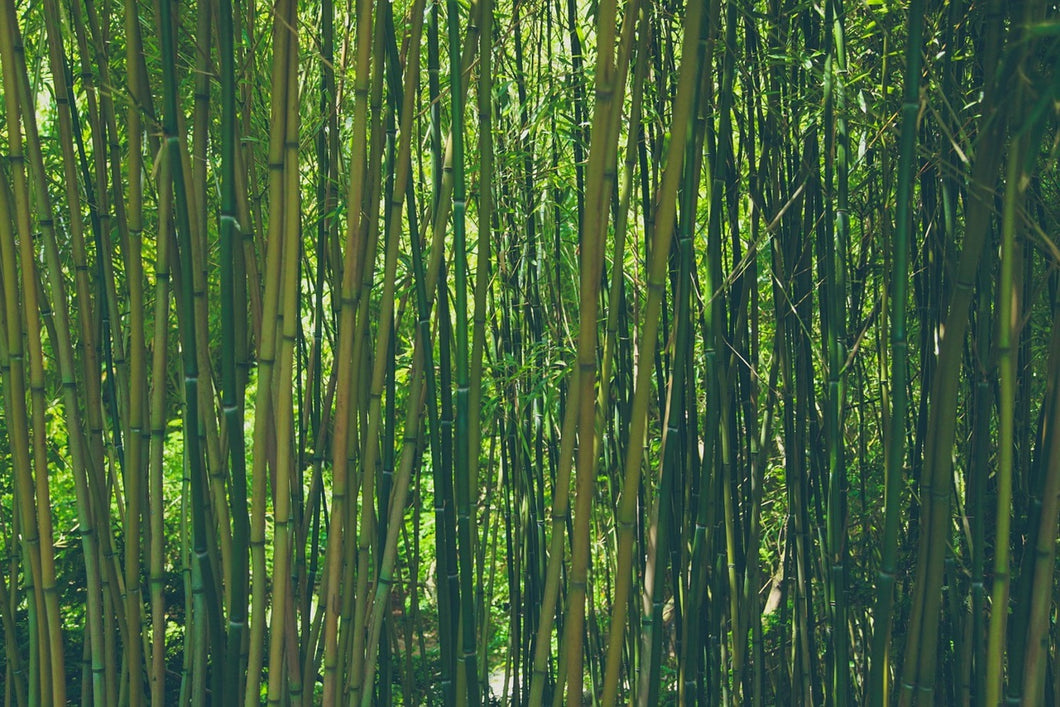 Photo Wallpaper In the middle of the bamboo